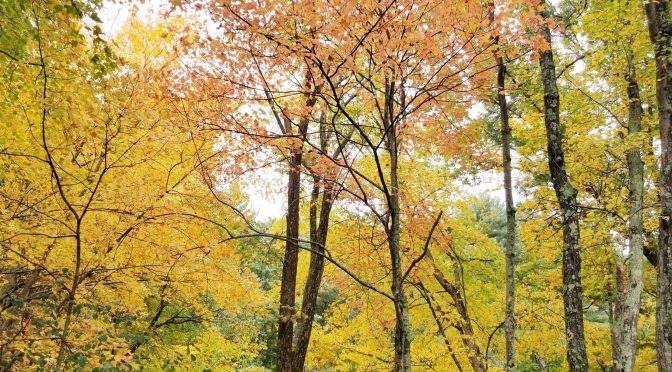 SNETT Fall views